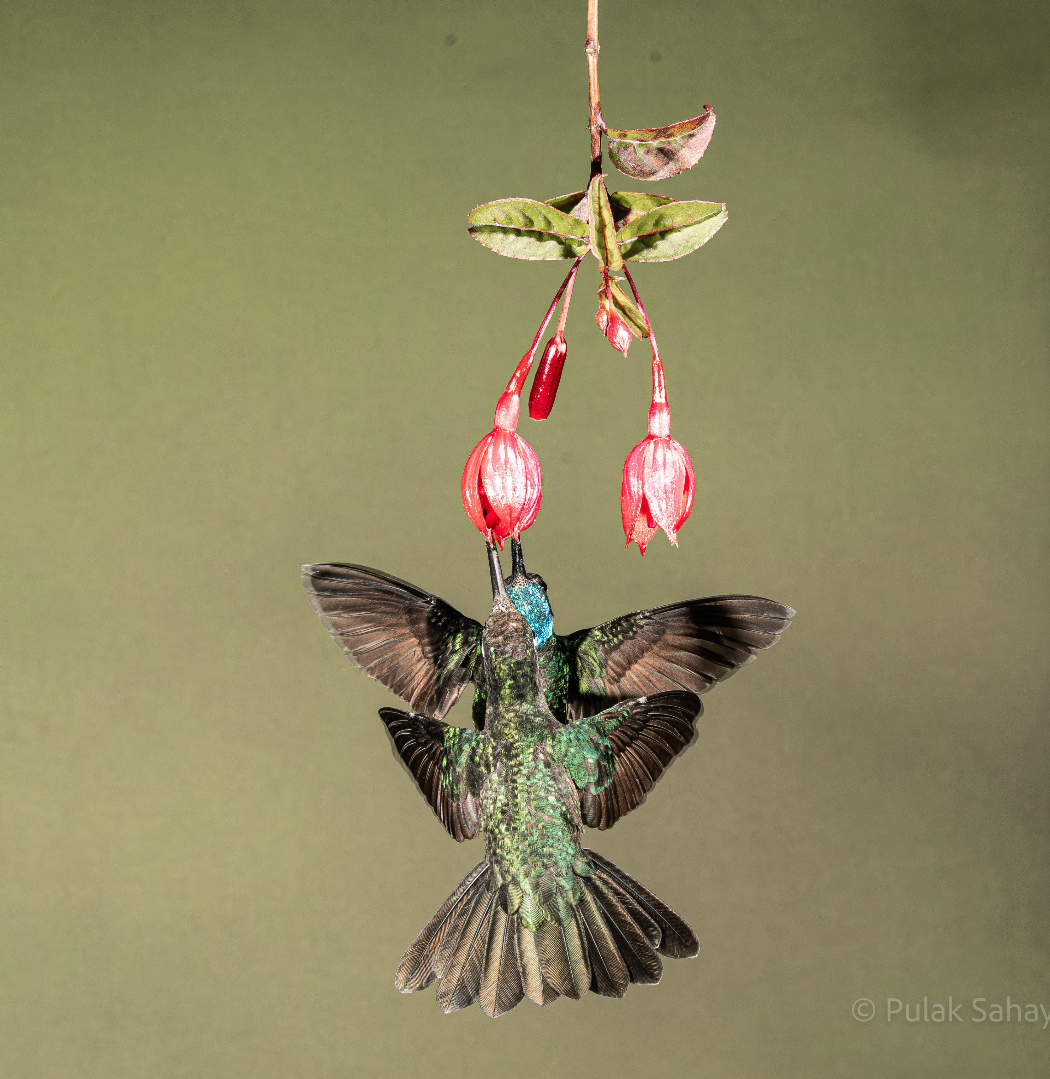 Hummingbirds sharing a flower